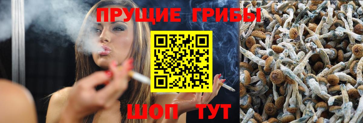 Псилоцибиновые грибы Psilocybe Кудрово
